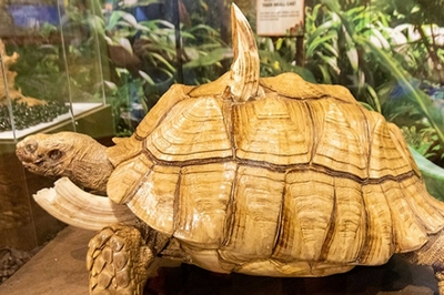 Ripley's Believe It or Not! St. Augustine Image #8 Ripley's Believe It or Not! St. Augustine Image #8
